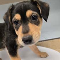 Thumbnail photo of Cherry #1