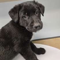 Thumbnail photo of Jubilee #1