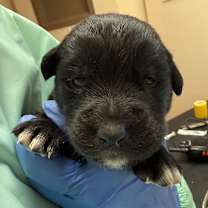 Thumbnail photo of Jubilee #2