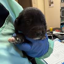 Thumbnail photo of Early Girl #2