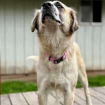 Thumbnail photo of Tess #3