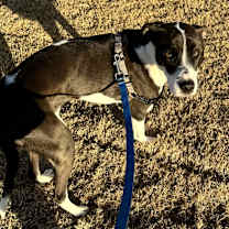 Thumbnail photo of Tilly #1