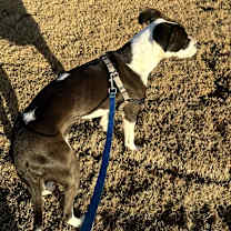 Thumbnail photo of Tilly #2