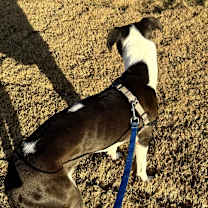 Thumbnail photo of Tilly #3