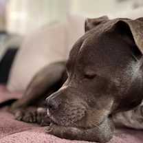 Thumbnail photo of Goose #4