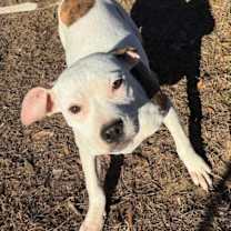 Thumbnail photo of WINTER -Sponsored Adoption Fee #2