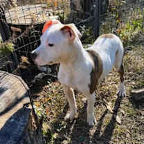 Thumbnail photo of WINTER -Sponsored Adoption Fee #3