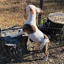 Thumbnail photo of WINTER -Sponsored Adoption Fee #4