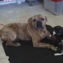 Thumbnail photo of Brutus #2