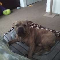 Thumbnail photo of Brutus #3