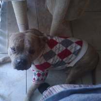 Thumbnail photo of Brutus #4