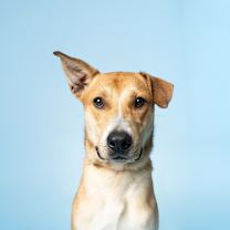 Thumbnail photo of Fantastic Finn #2