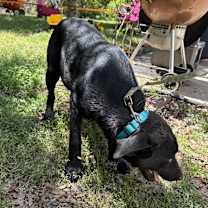 Thumbnail photo of CHUNK -Sponsored Adoption Fee #1