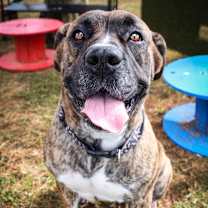 Thumbnail photo of Dynamic Dolly #2