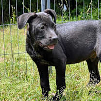 Thumbnail photo of OBSIDIAN #1