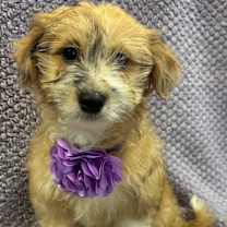 Thumbnail photo of Ivey #3