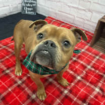 Thumbnail photo of Alfie #3