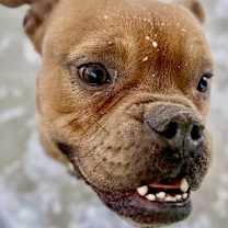 Thumbnail photo of Alfie #4