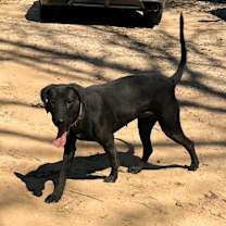 Thumbnail photo of PETUNIA-Sponsored Adoption Fee #3