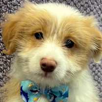 Thumbnail photo of Prancer #1