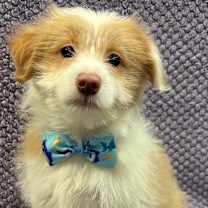 Thumbnail photo of Prancer #3