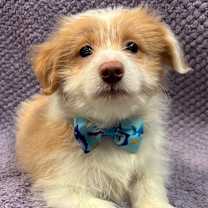 Thumbnail photo of Prancer #4