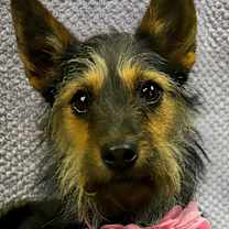 Thumbnail photo of Joy #1