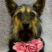 Thumbnail photo of Joy #2