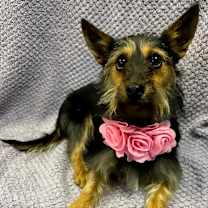 Thumbnail photo of Joy #3