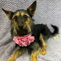 Thumbnail photo of Joy #4