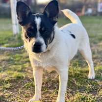 Thumbnail photo of Oreo #3