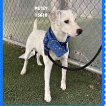 Thumbnail photo of PETEY #1
