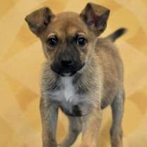 Thumbnail photo of Angelo #1