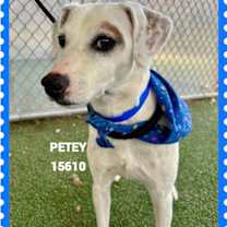 Thumbnail photo of PETEY #3