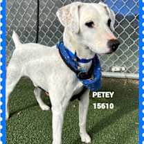 Thumbnail photo of PETEY #4