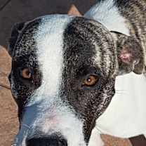 Thumbnail photo of Orion #2