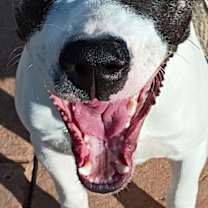 Thumbnail photo of Orion #3