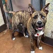 Thumbnail photo of Koba - AVAILABLE #2