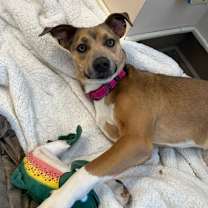 Thumbnail photo of Maple #1