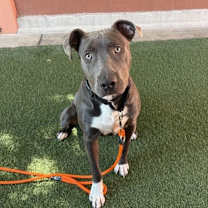 Thumbnail photo of Dually #1