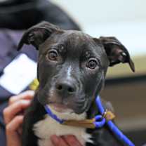 Thumbnail photo of Simon #3