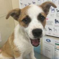 Thumbnail photo of Cindy Lou #2