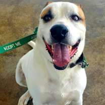 Thumbnail photo of Pan #1