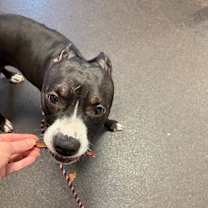 Thumbnail photo of Kringle #3