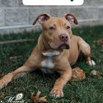 Thumbnail photo of Champ #1