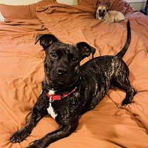 Thumbnail photo of Penny #1