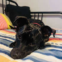 Thumbnail photo of Penny #2