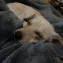 Thumbnail photo of Peanut #4