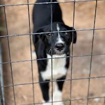 Thumbnail photo of DENNY-Sponsored Adoption Fee #3