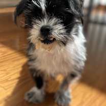 Thumbnail photo of Toto #1